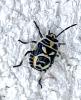 Eurydema sp.